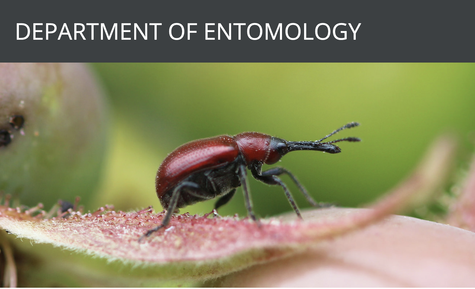 Department of entomology banner picture showing a beetle